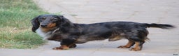 Miniature Dachshund dogs for sale: Peppermint - Ad 3