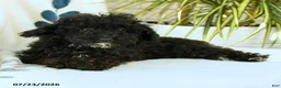 Toy Poodle dogs for sale: Quinton - Ad 8