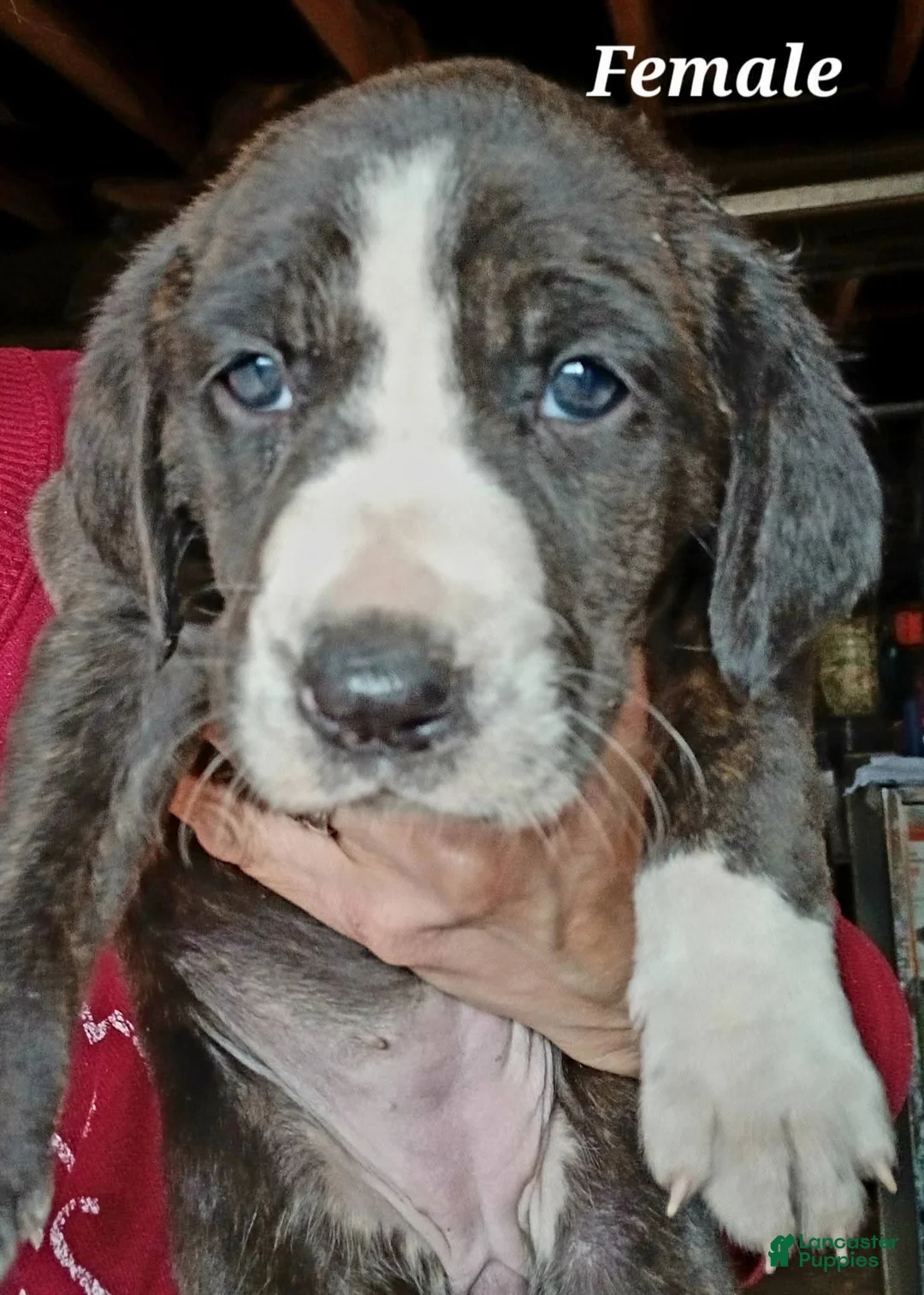 Mountain Cur dogs for sale: Mountain Cur Puppy 4 - Ad 1