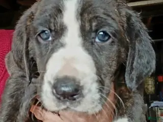 Mountain Cur dogs Mountain Cur Puppy 4 - Ad 4