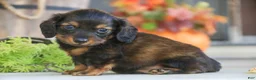 Miniature Dachshund dogs for sale: Eddie Miniature Dachshund  - Ad 3