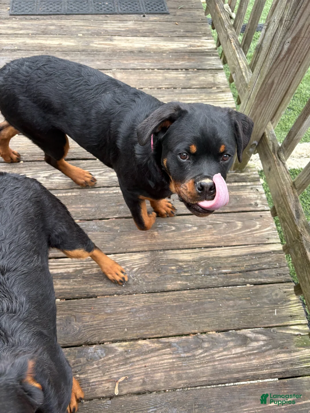 Rottweiler dogs for sale: Dark Pink Collar - Ad 2