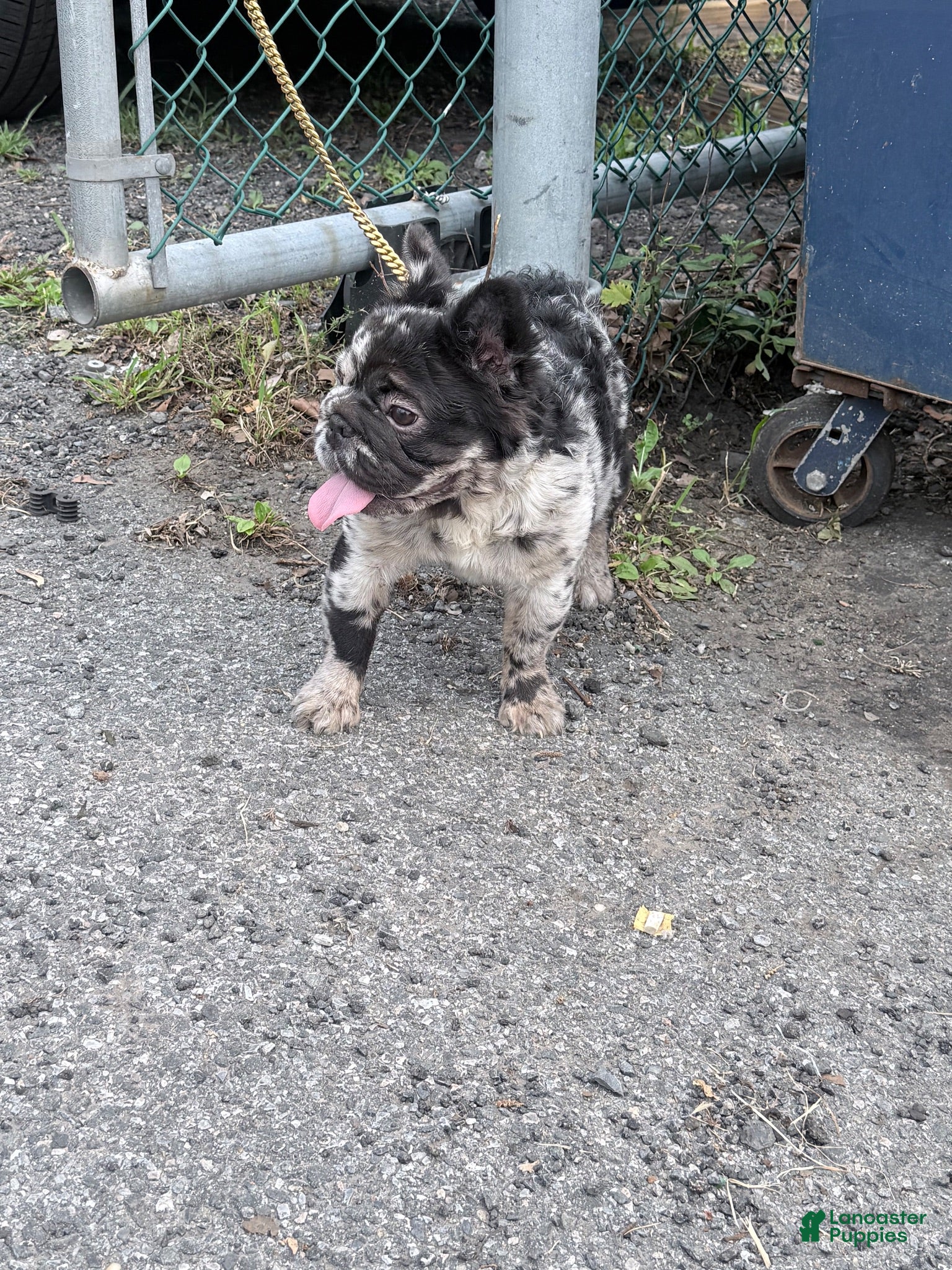 French Bulldog dogs for sale: Cruella - Ad 2