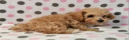 Yorkiepoo dogs for sale: Honey Latte - Ad 5