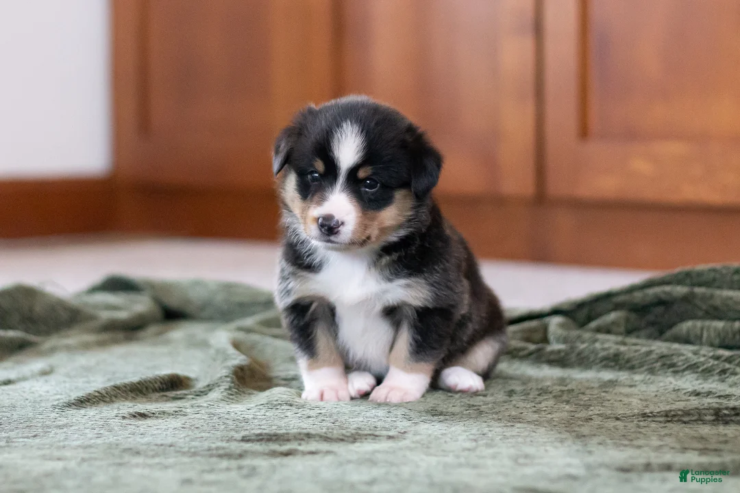 Mixed Breed dogs for sale: Star - Ad 1
