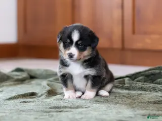 Mixed Breed dogs for sale: Star - Ad 4
