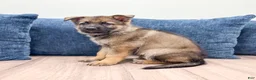German Shepherd dogs for sale: Carson - Ad 5