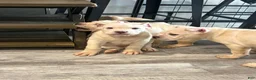 Cane Corso dogs for sale: Cane Corso 1 - Ad 3