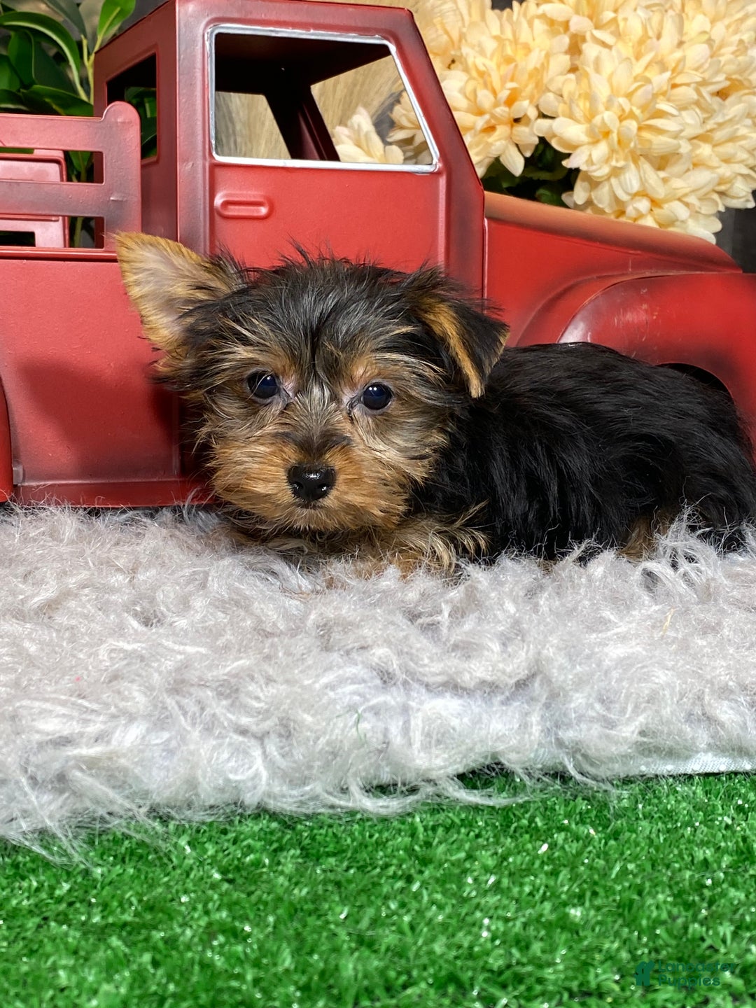 Yorkshire Terrier dogs for sale: Yeti  - Ad 1