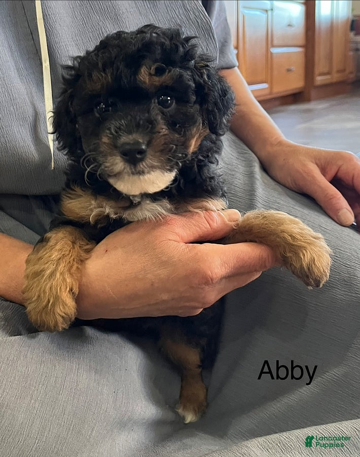 Mini Aussiedoodle dogs for sale: Abby - Ad 41