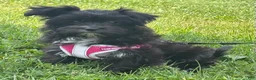 Morkie dogs for sale: Zoey - Ad 4