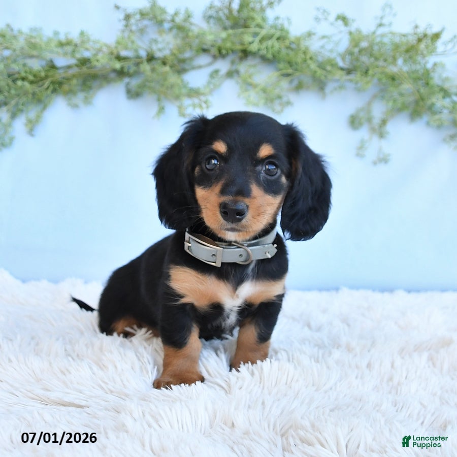Miniature Dachshund dogs Rhonda - Ad 1