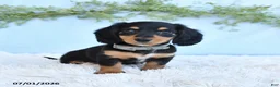 Miniature Dachshund dogs for sale: Rhonda - Ad 1