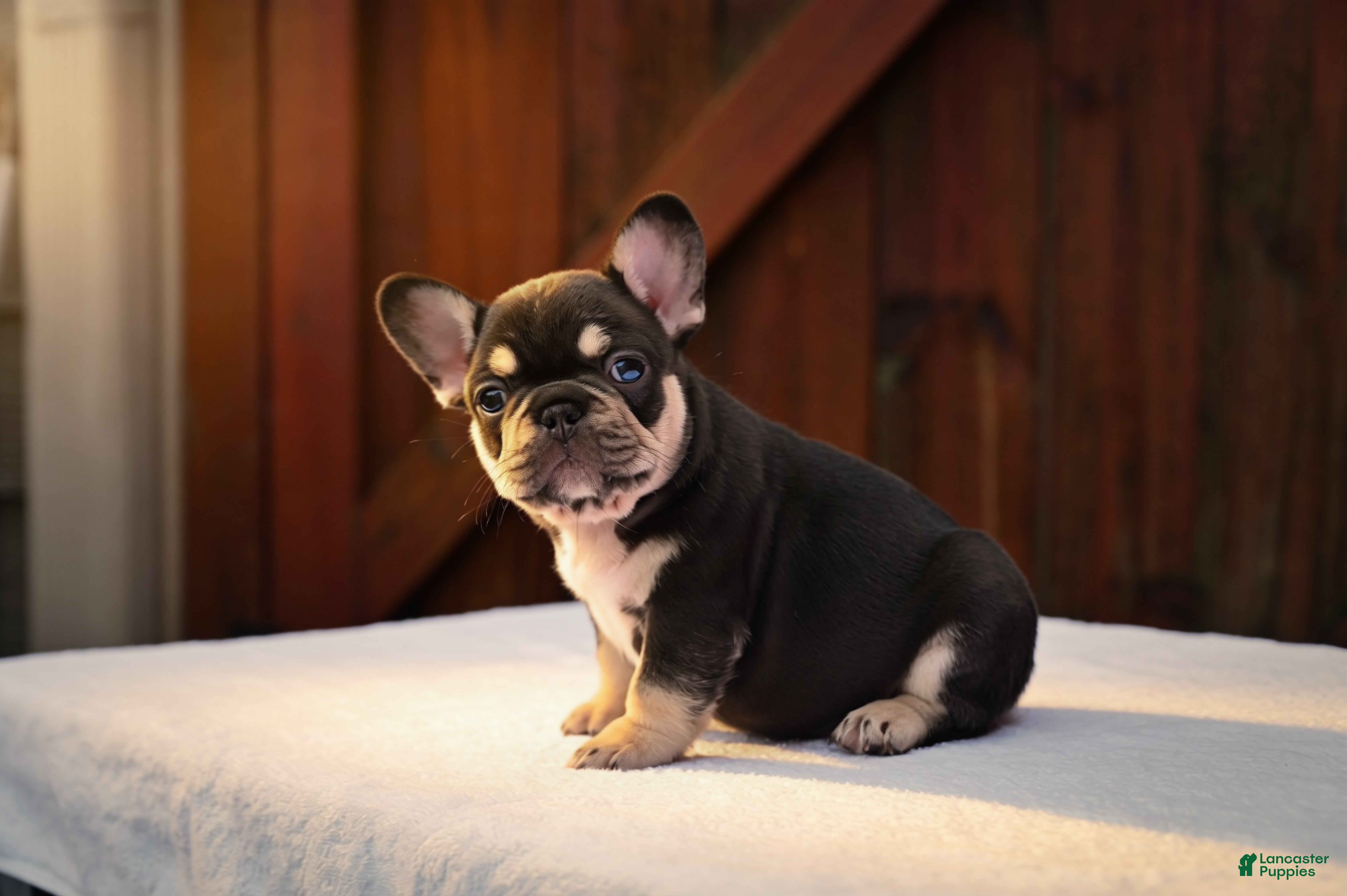 French Bulldog dogs Honey - Ad 1