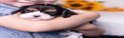 Cavalier King Charles Spaniel dogs for sale: Lincoln - Ad 3
