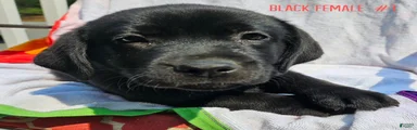 Labrador Retriever Black Female 1