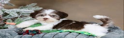 Havanese dogs for sale: Hope - Ad 2