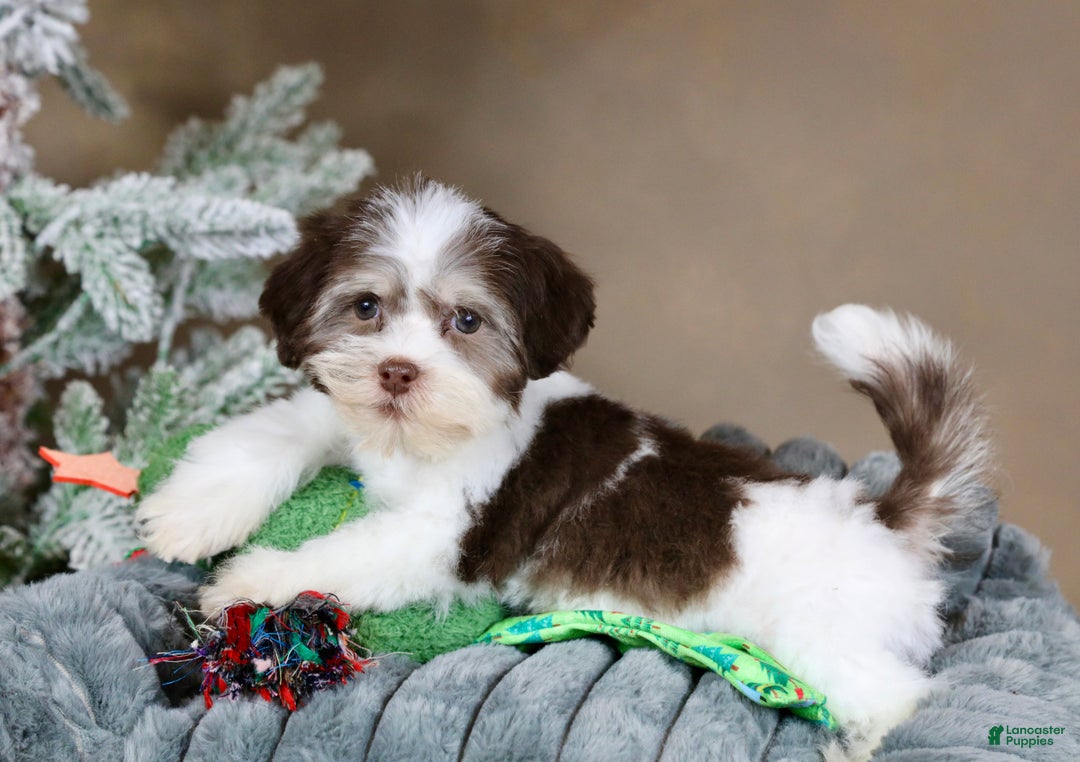 Havanese dogs for sale: Hope - Ad 2