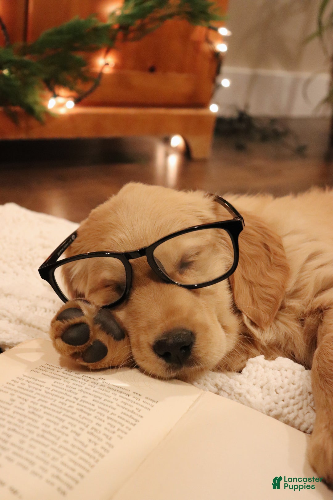 Golden Retriever dogs for sale: Molly  - Ad 2