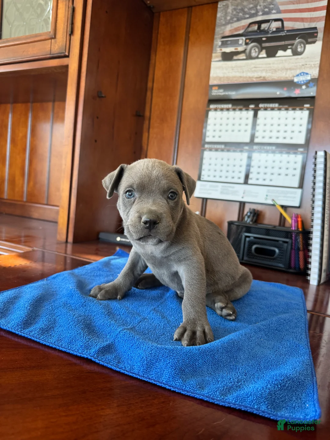 Mixed Breed dogs for sale: Mixed Breed 2 - Ad 1