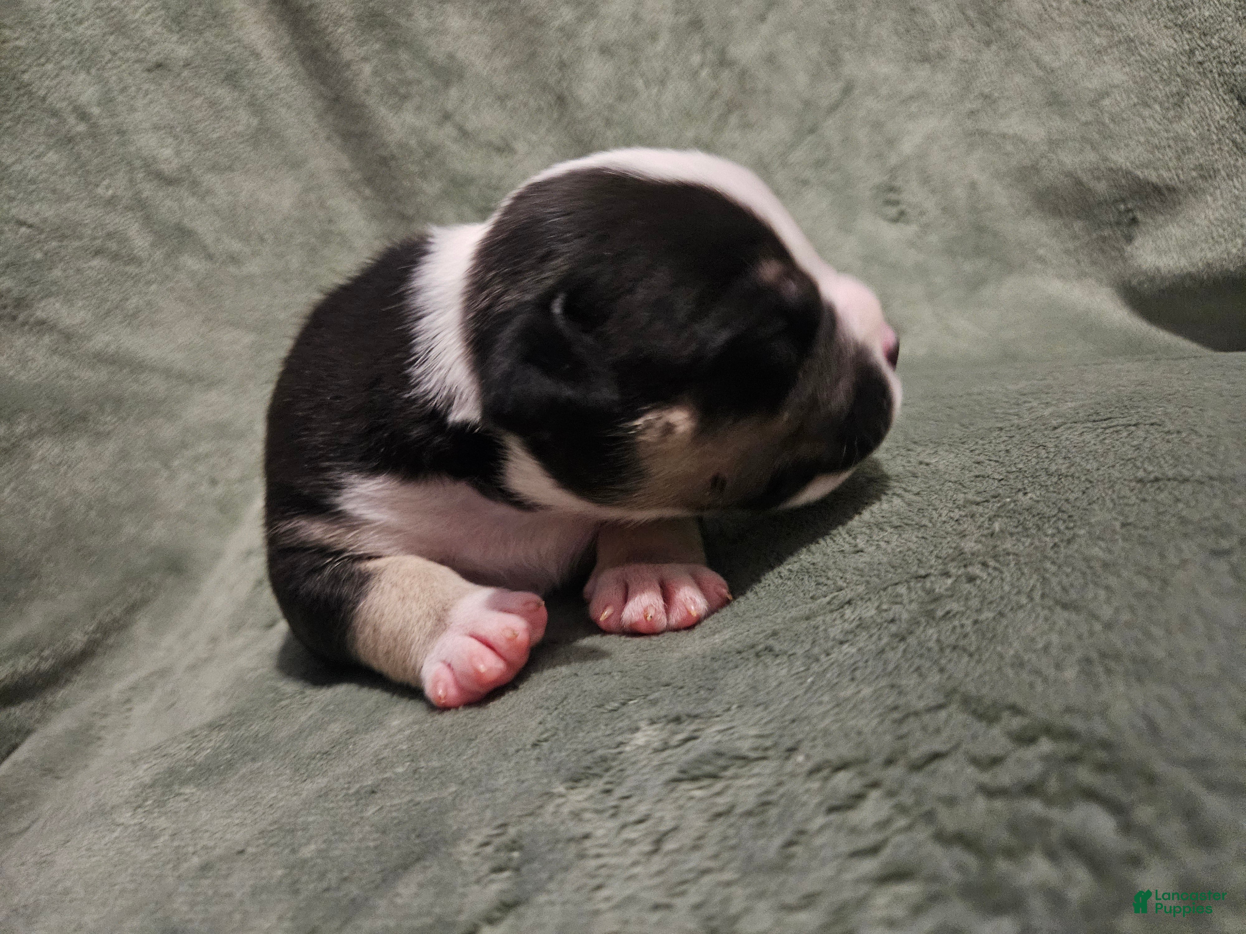American Bully dogs for sale: American Bully - Wasabi  - Ad 3