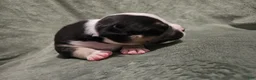 American Bully dogs for sale: American Bully - Wasabi  - Ad 1