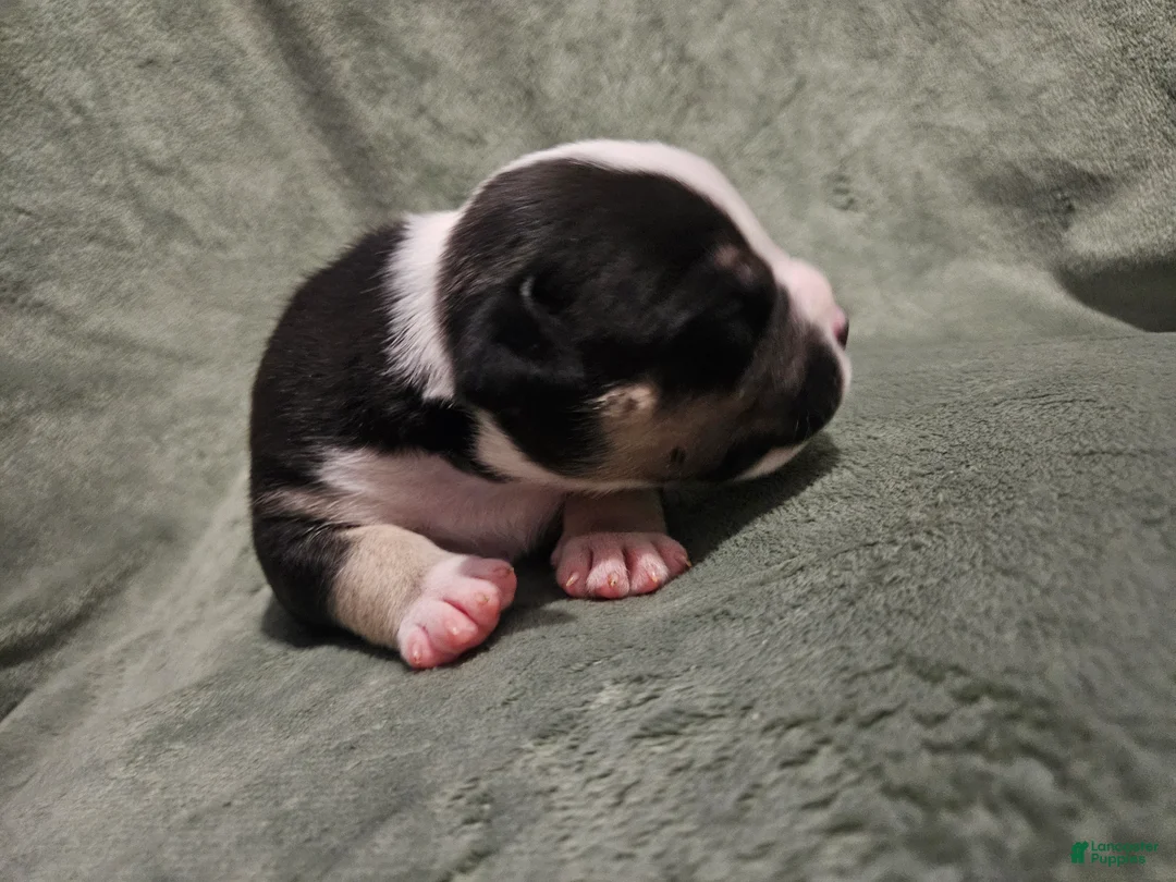 American Bully dogs for sale: American Bully - Wasabi  - Ad 1