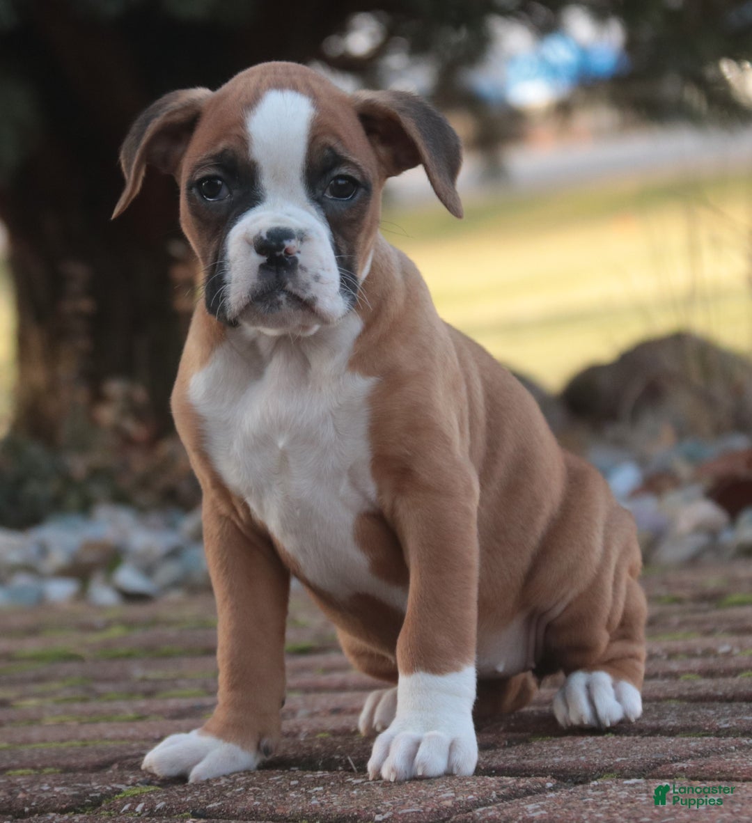 Boxer dogs for sale: Elsie - Ad 1
