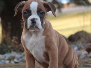Boxer dogs Elsie - Ad 16