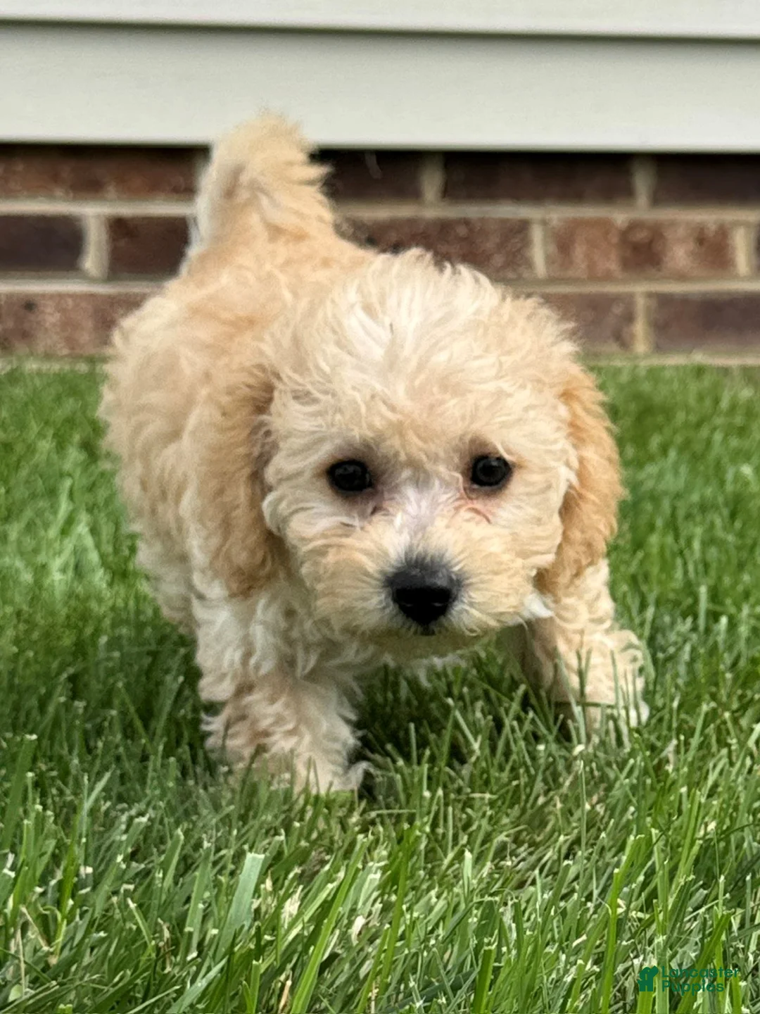 Miniature Labradoodle dogs for sale: Gigi - Ad 1