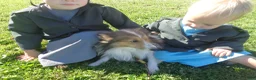 Shetland Sheepdog dogs for sale: Shetland Sheepdog Puppy 3 - Ad 4