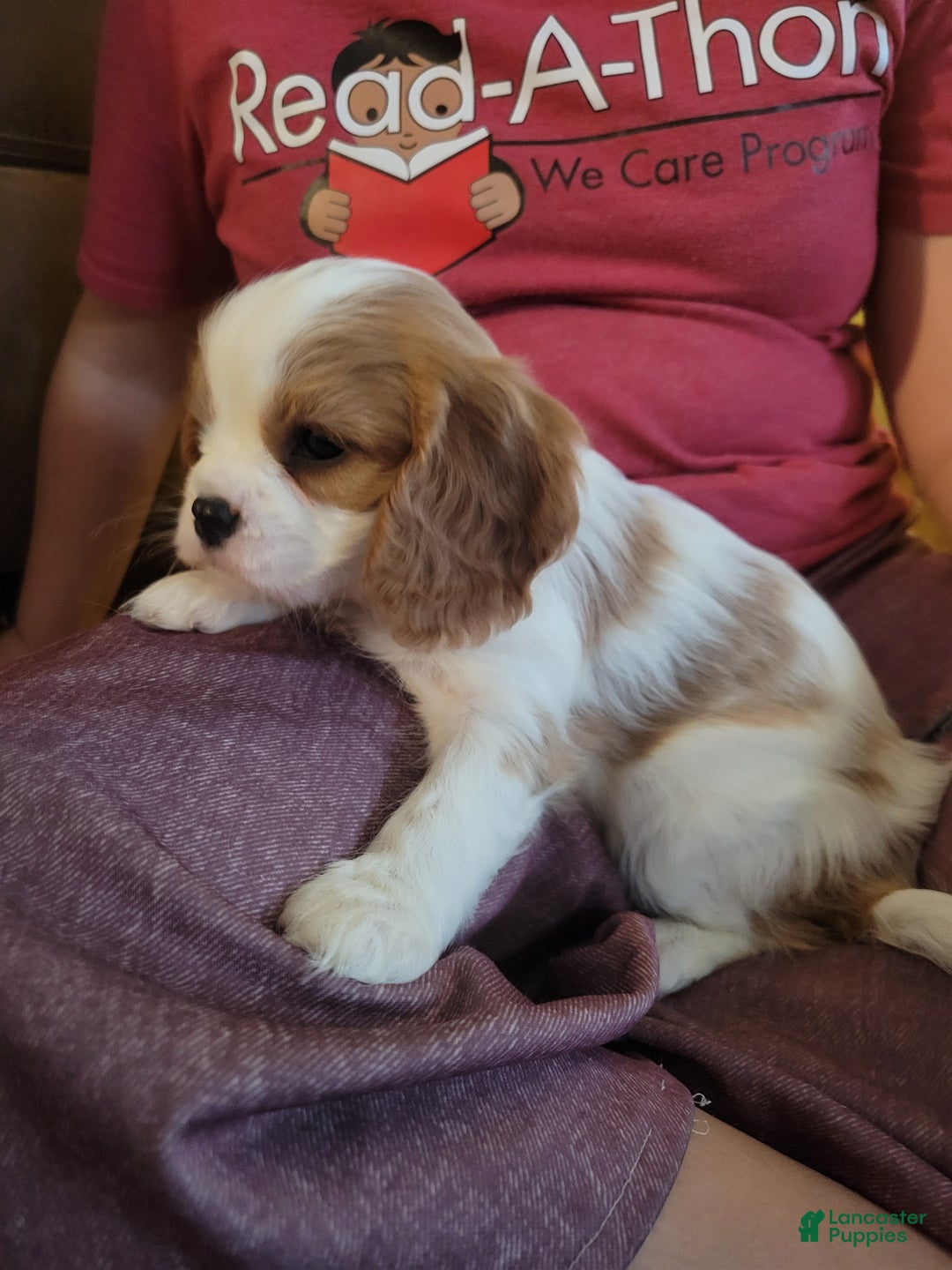 Cavalier King Charles Spaniel dogs for sale: Desi - Ad 3