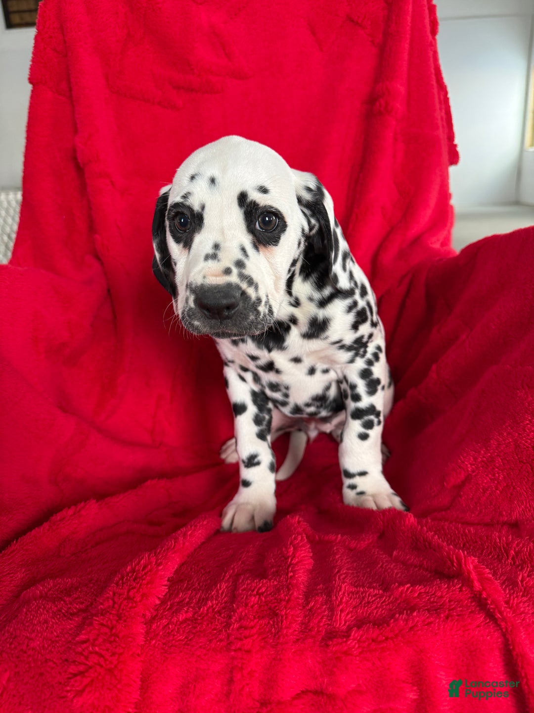 Dalmatian dogs for sale: Taylor - Ad 8