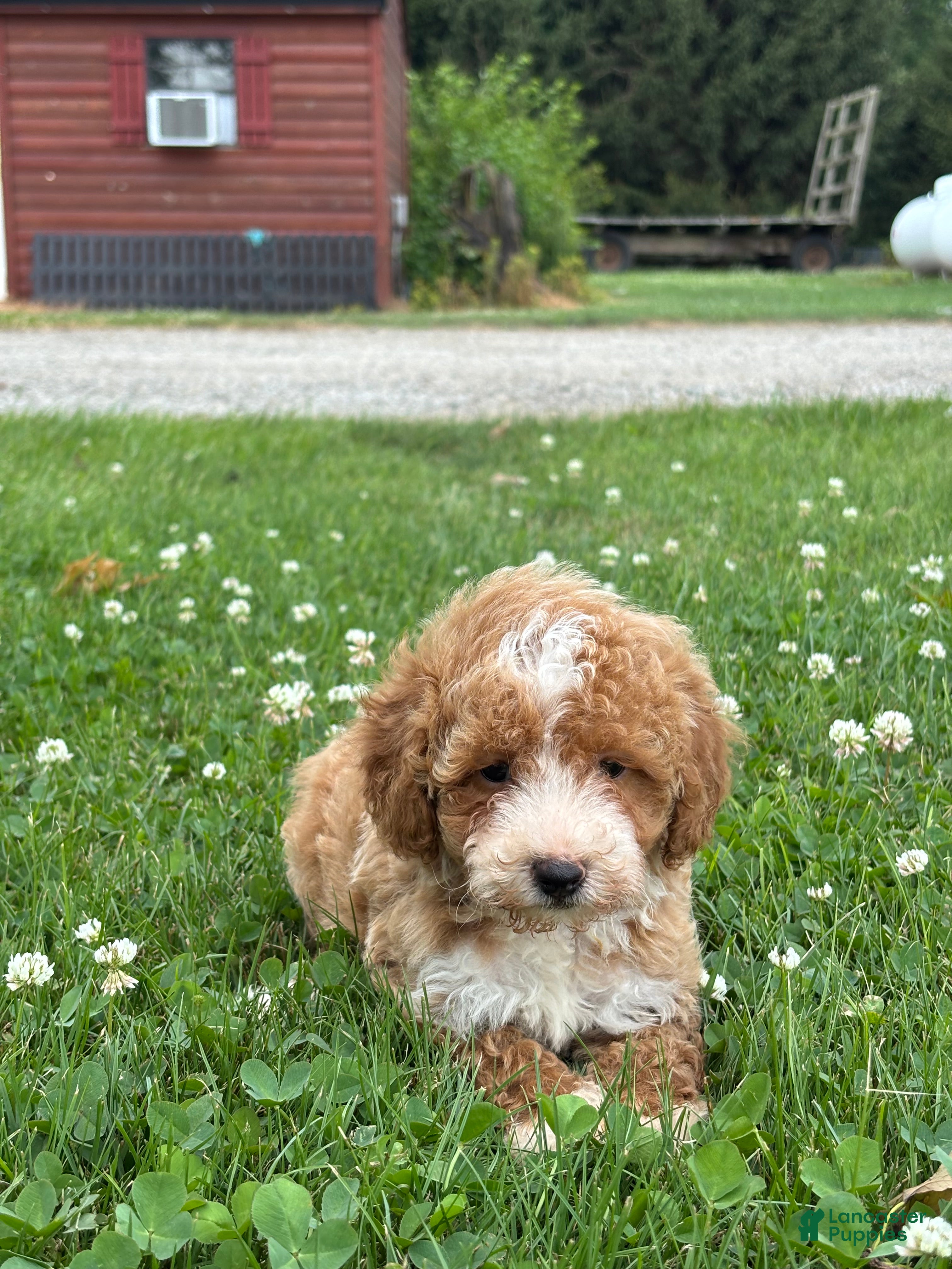 Mini Goldendoodle dogs Remi - Ad 2