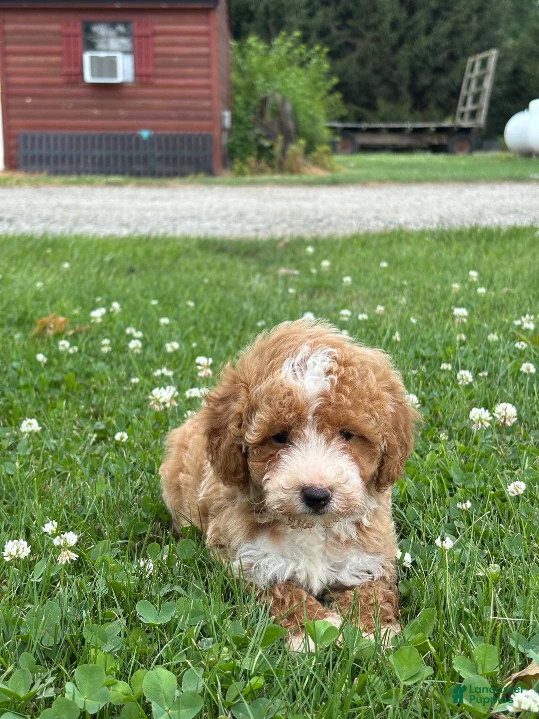 Mini Goldendoodle dogs for sale: Remi - Ad 2
