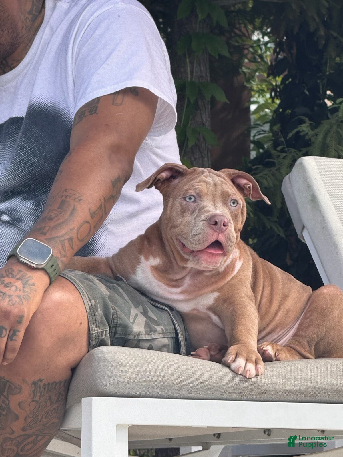 American Bully dogs for sale: Papi - Ad 12