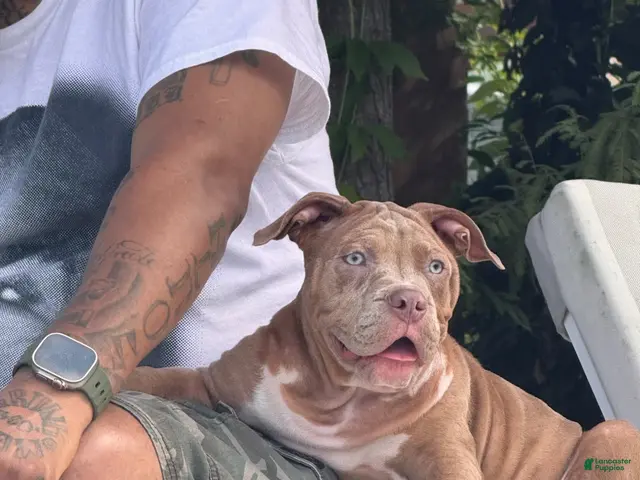 American Bully dogs for sale: Papi - Ad 12