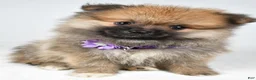 Pomeranian dogs for sale: Frisky - Ad 6
