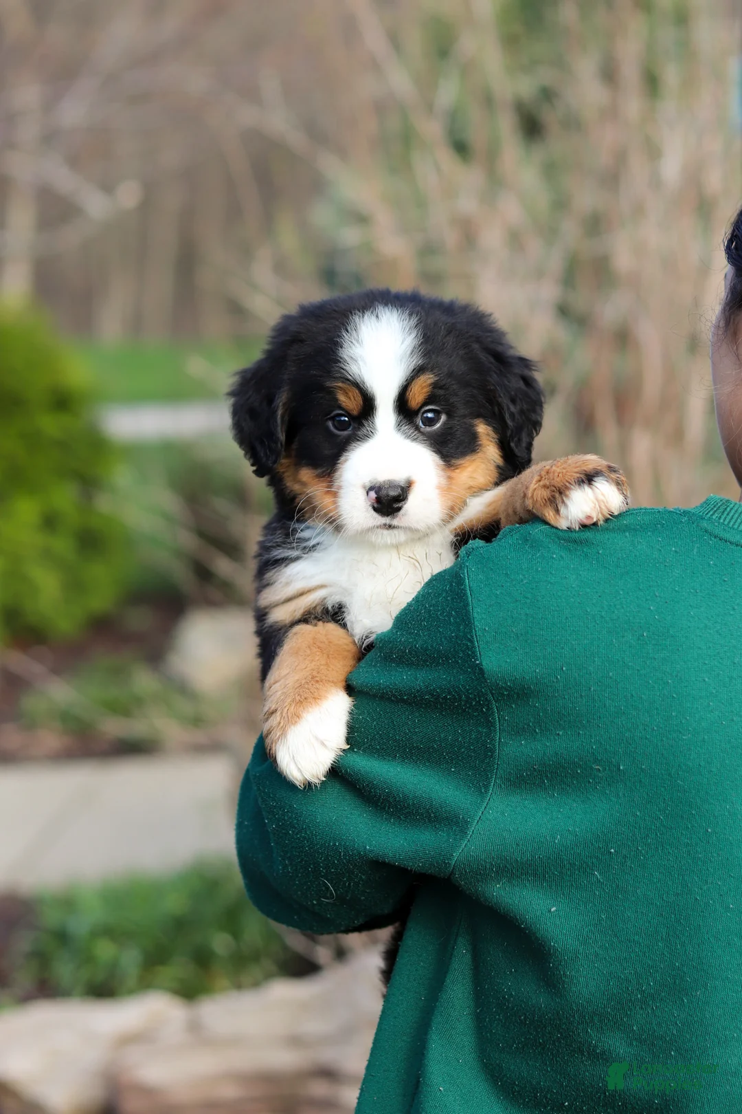 Bernese Mountain Dog dogs for sale: Prince - Ad 1