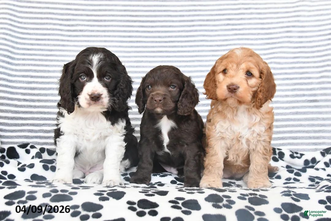 Mixed Breed dogs for sale: Patches - Ad 5