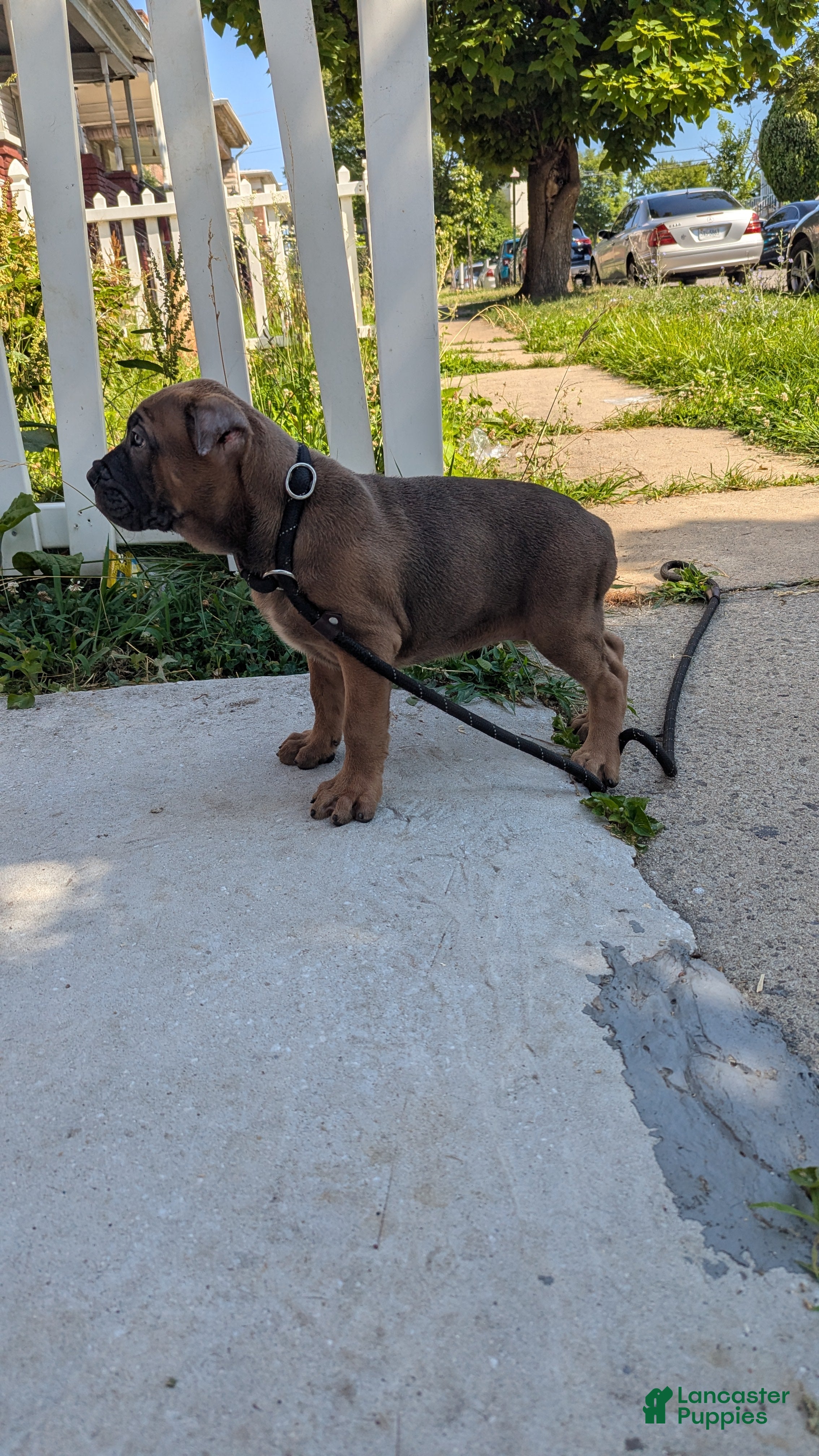 Cane Corso dogs Andromeda  - Ad 2