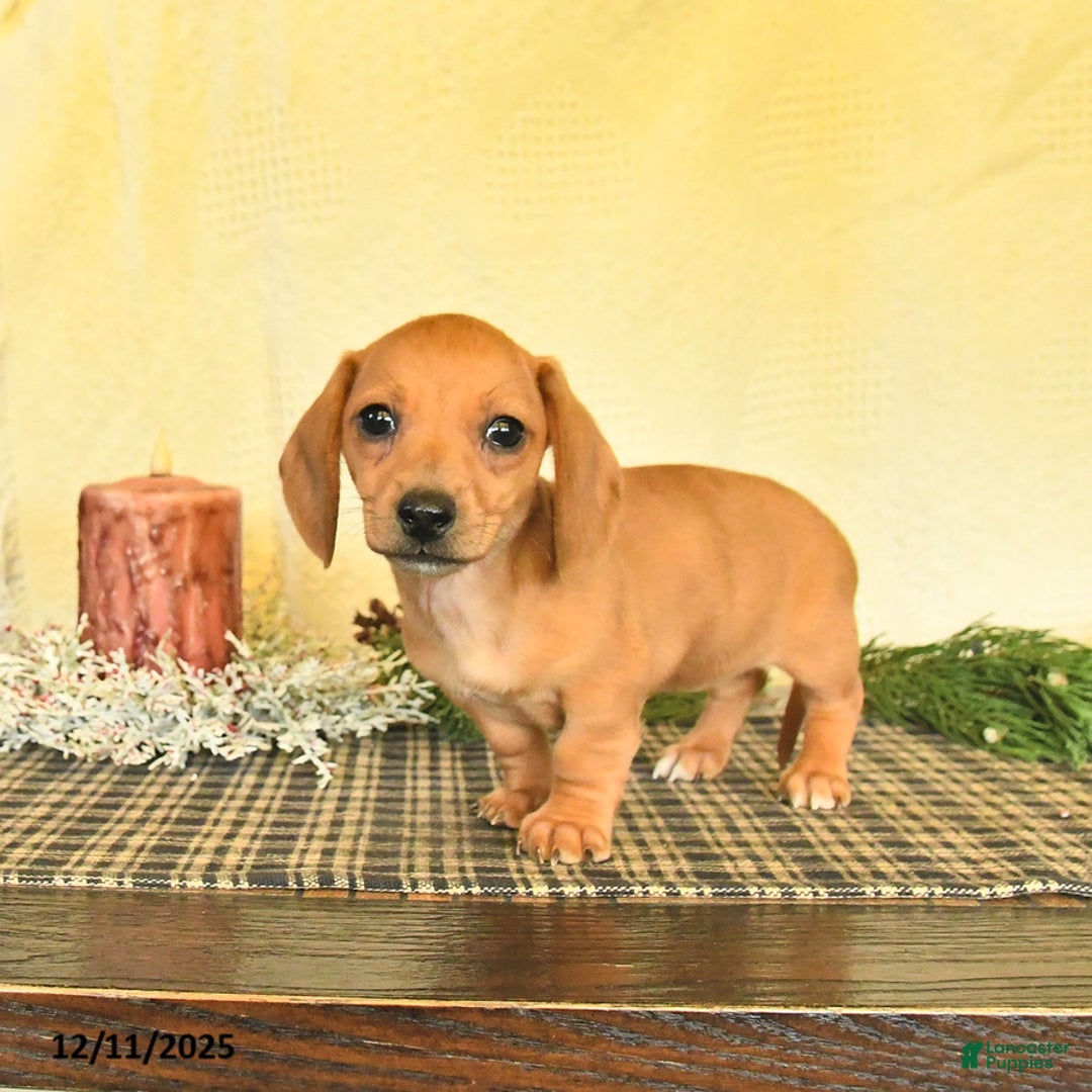 Dachshund dogs for sale: Rain - Ad 2