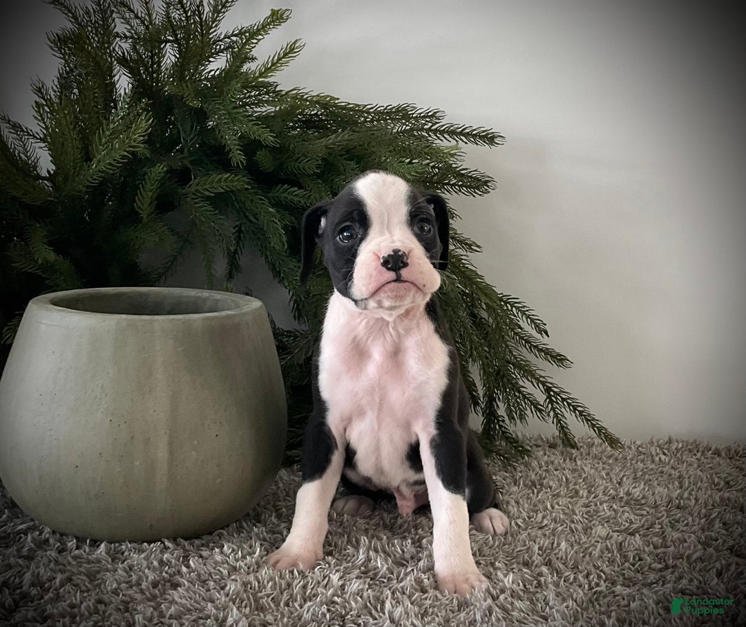 Boxer dogs for sale: Benji  - Ad 5