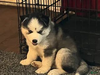 Siberian Husky dogs Siberian Husky Puppy 1 - Ad 9