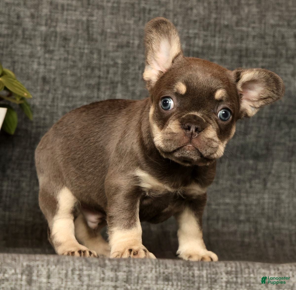 French Bulldog dogs for sale: Leo - Ad 19
