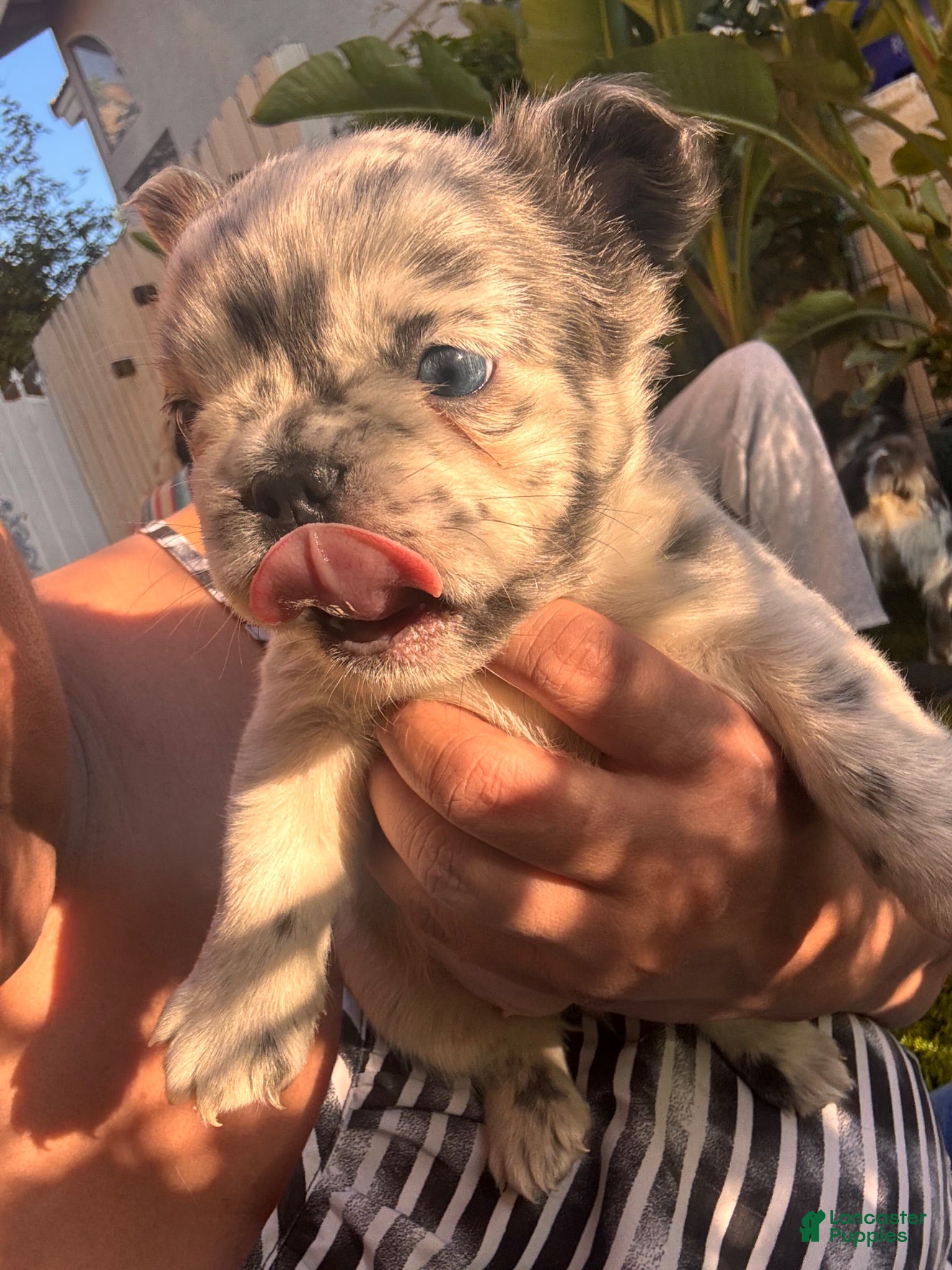 French Bulldog dogs Naomi - Ad 1
