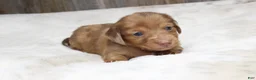 Dachshund dogs for sale: Daisy - Ad 1