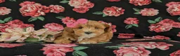 Maltipoo dogs for sale: Shaina 7 lbs Full Grown - Ad 6