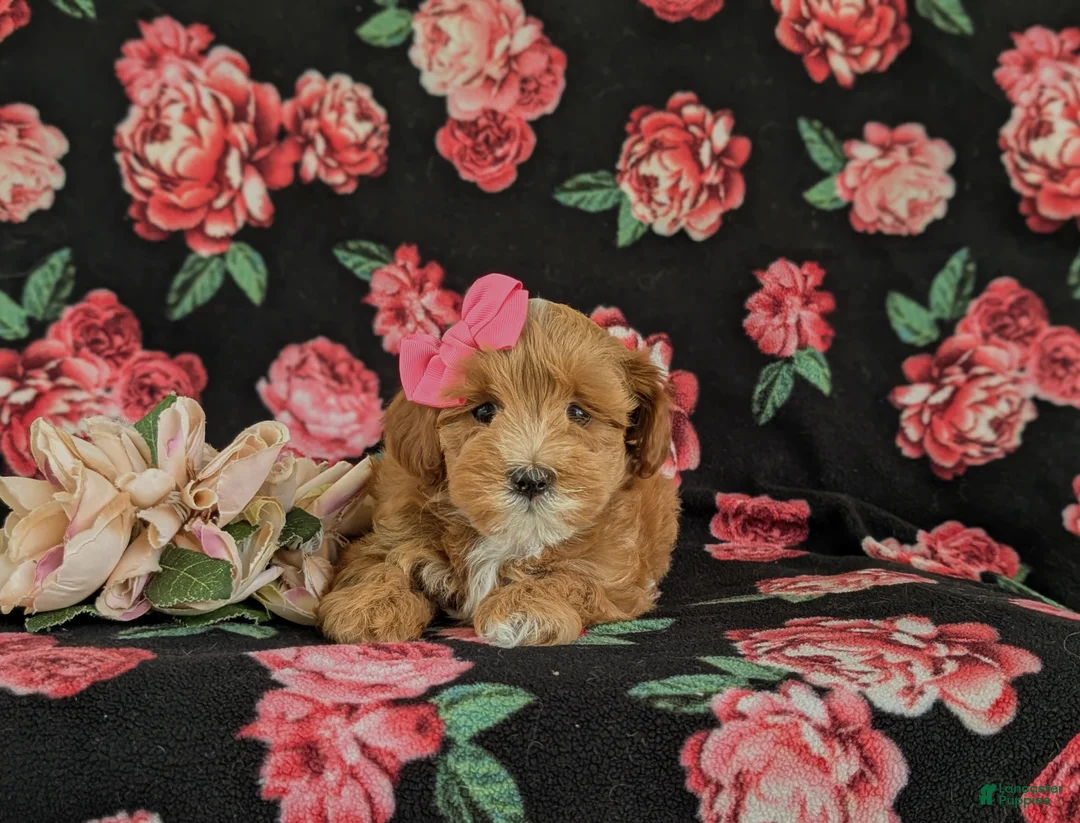 Maltipoo dogs for sale: Shaina 7 lbs Full Grown - Ad 6