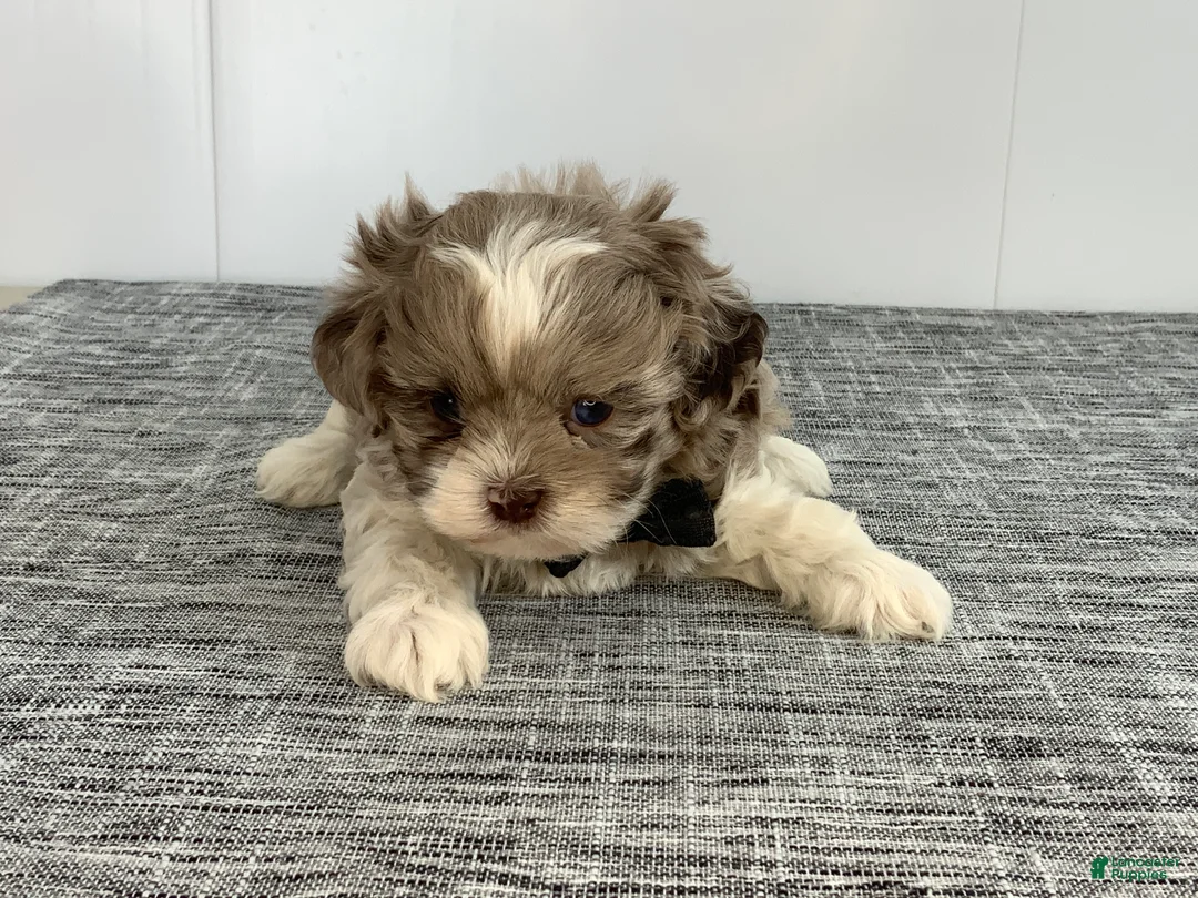 Toy Poodle dogs for sale: Zac - Ad 8